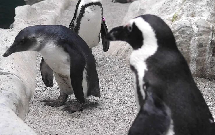 Animal Encounters: African Penguins